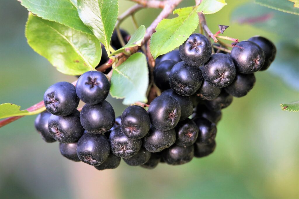aronia beere