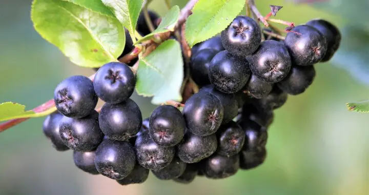aronia beere